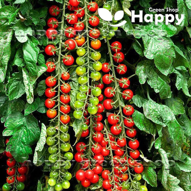Tomato 'Sweet Million' - 15 seeds (Solanum lycopersicon)