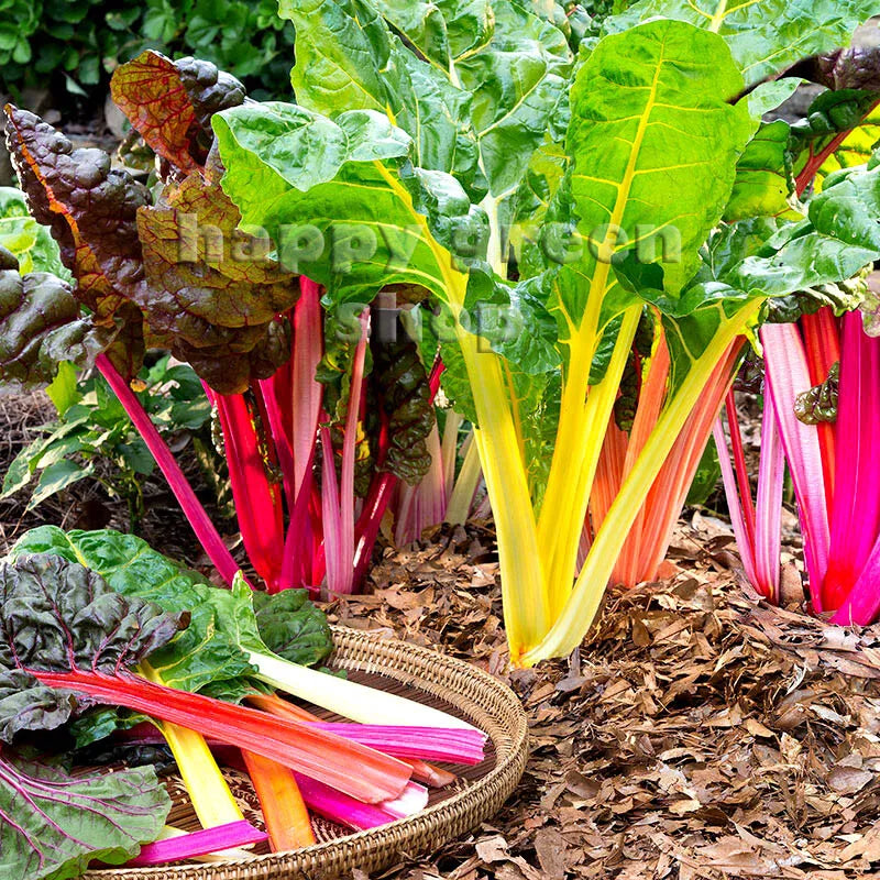 Swiss chard 'Rainbow' mix - 380 seeds (Beta vulgaris)