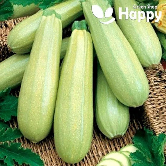 White Courgette Italian Zucchini - BIANCA DI TRIESTE - 20 seeds
