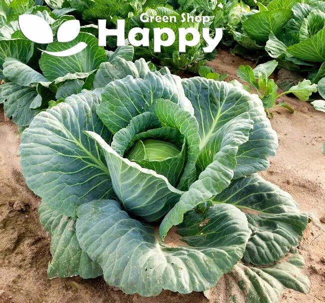Large Cabbage 'Polar' - 400 seeds (Brassica oleracea)