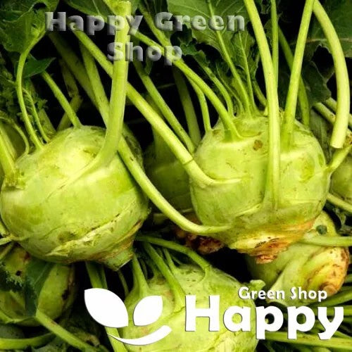 Kohl rabi 'Giant' - 300 seeds (Brassica oleracea)