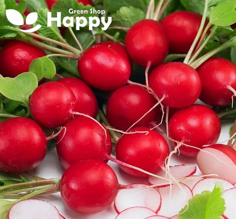 Radish 'Saxa 2' - 500 seeds (Raphanus sativus)