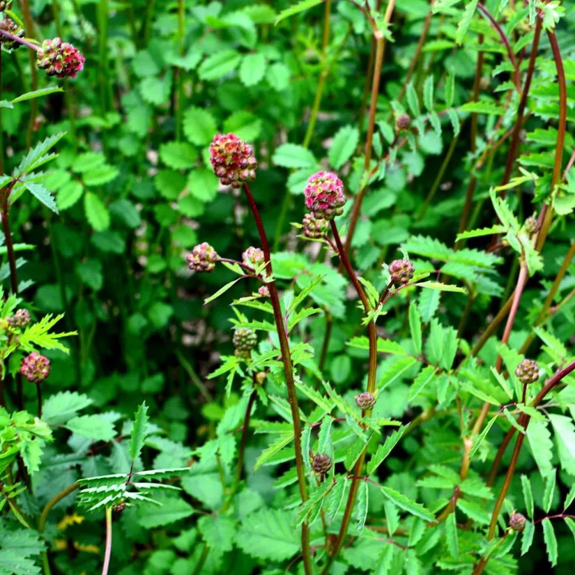 Salad Burnet  - 300 seeds  (Sanguisorba minor)