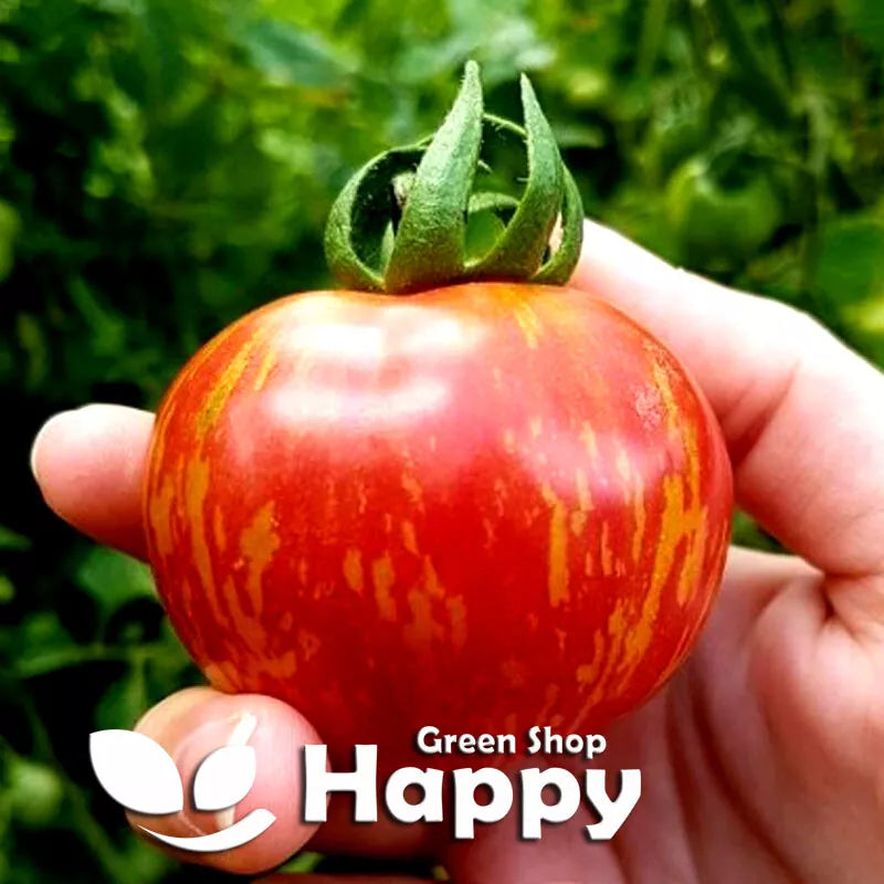 Tomato 'Tigerella' - 70 seeds (Solanum lycopersicon)