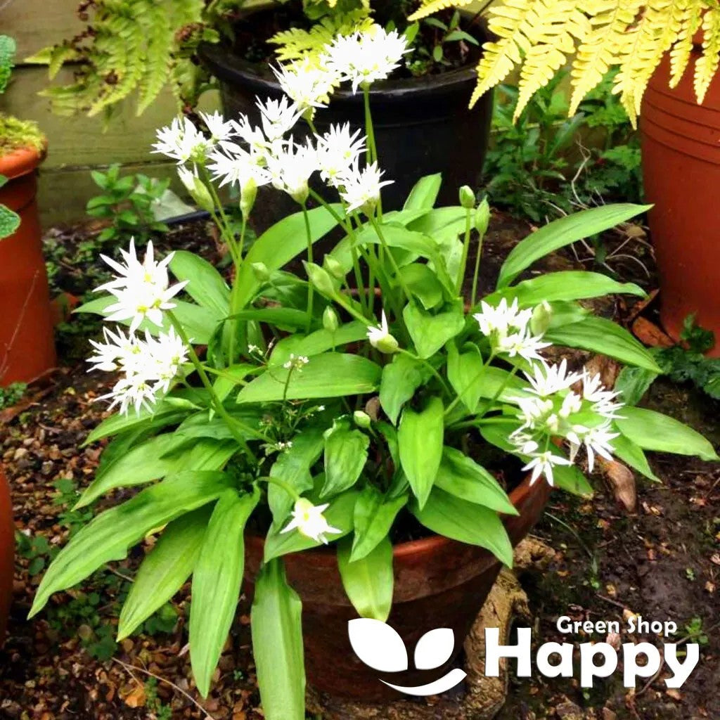 Ramsons Wild Garlic - 50 seeds (Allium ursinum)