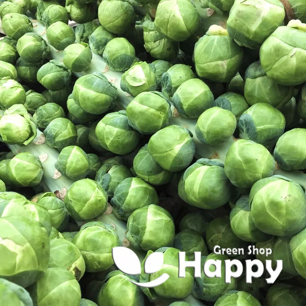 Winter Brussel Sprouts 'Dolores' F1 - 50 seeds (Brassica oleracea)