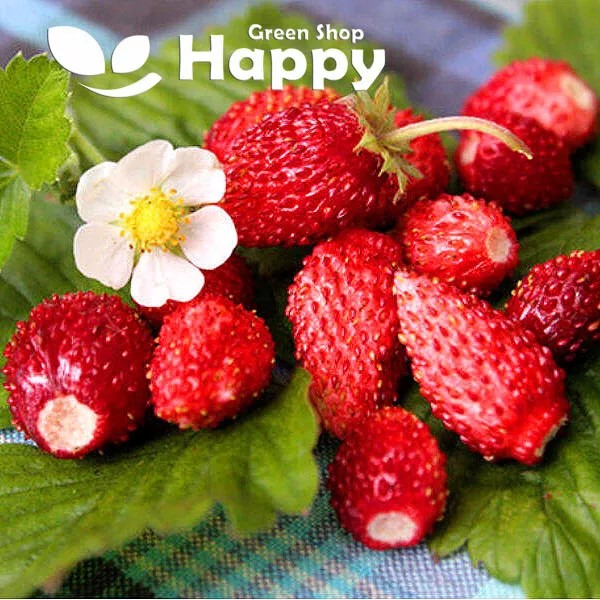 Alpine Strawberry "Four Season" - 270 seeds - (Fragaria vesca) Heirloom
