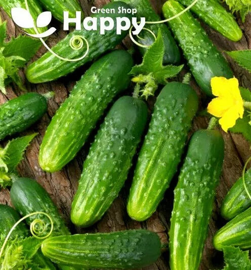 Cucumber 'Everest' - 20 seeds (Cucumis sativus)