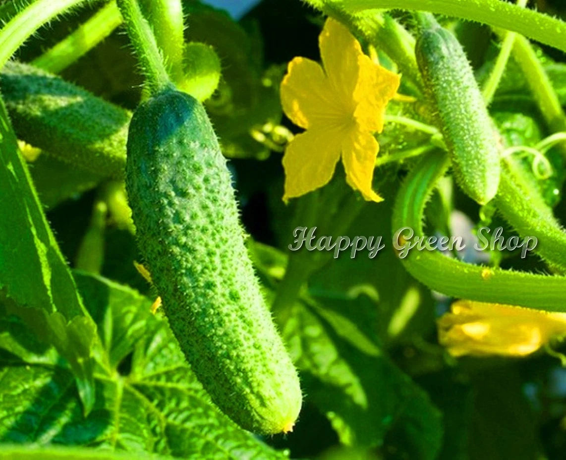 Cucumber 'Everest' - 20 seeds (Cucumis sativus)