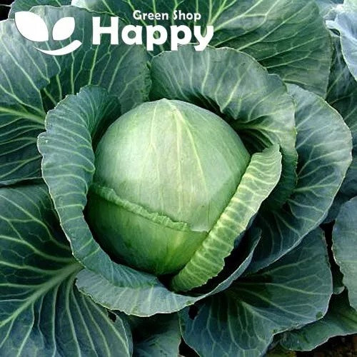 Summer Cabbage Holt - 200 seeds (Brassica oleracea)