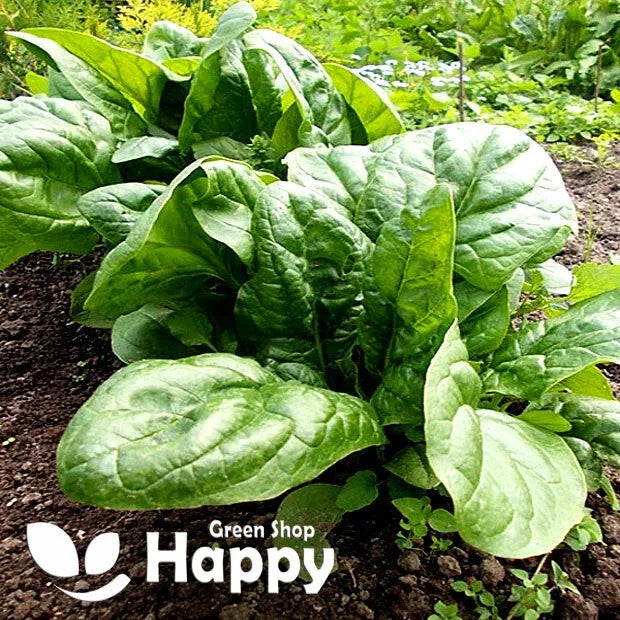 Spinach 'Matador' - 400 seeds (Spinacia Oleracea)