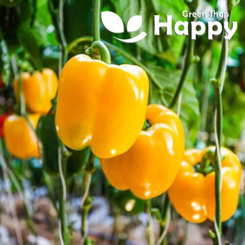 Sweet Pepper Aphrodite - 70 seeds (Capsicum annum)