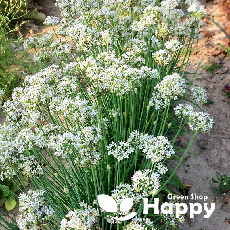 Garlic Chives - 150 seeds (Allium tuberosum)