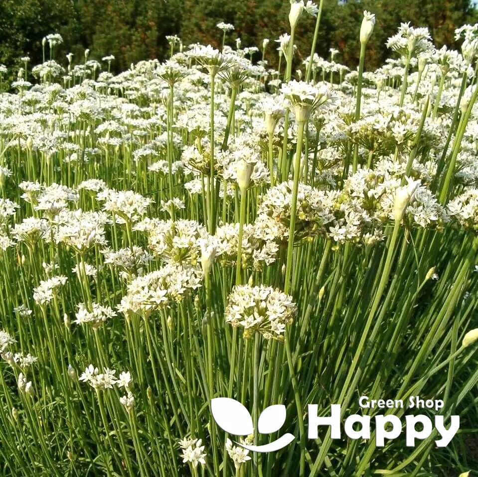 Garlic Chives - 150 seeds (Allium tuberosum)
