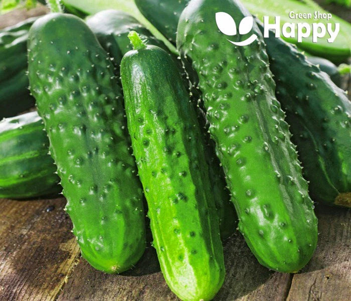 Cucumber Aloe F1 - 20 seeds (Cucumis sativus)