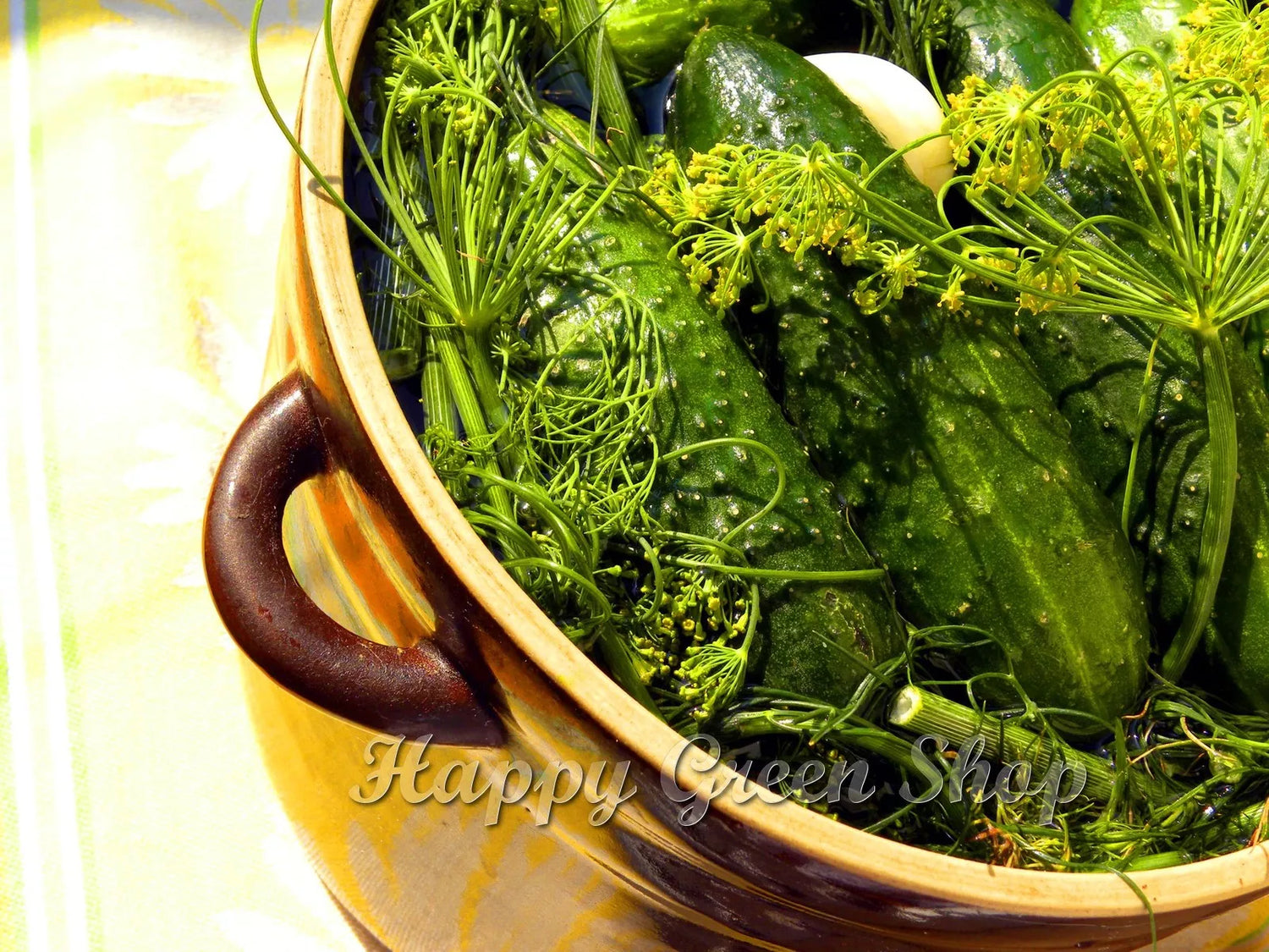 Cucumber Aloe F1 - 20 seeds (Cucumis sativus)