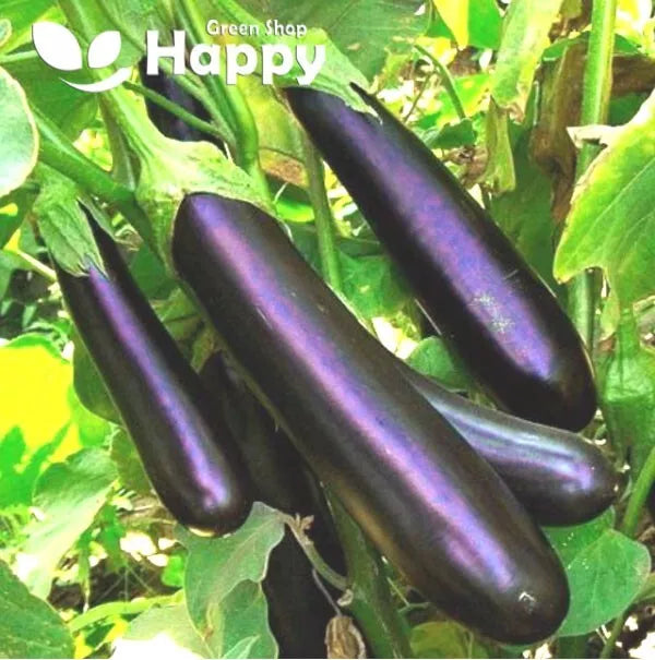 Aubergine Egg Plant 'Black Beauty' - 150 seeds (Solanum melongena)