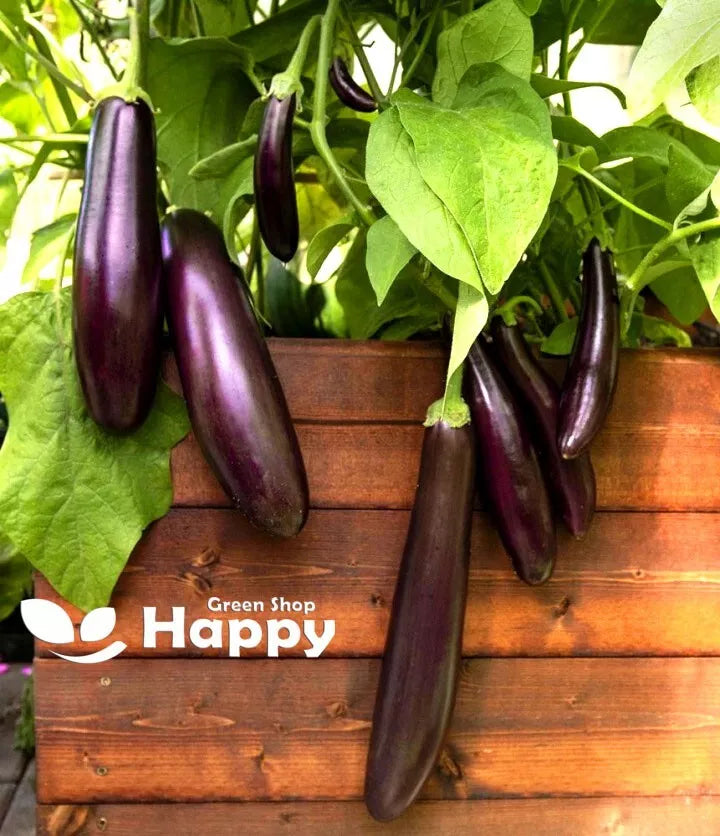Aubergine Egg Plant 'Black Beauty' - 150 seeds (Solanum melongena)