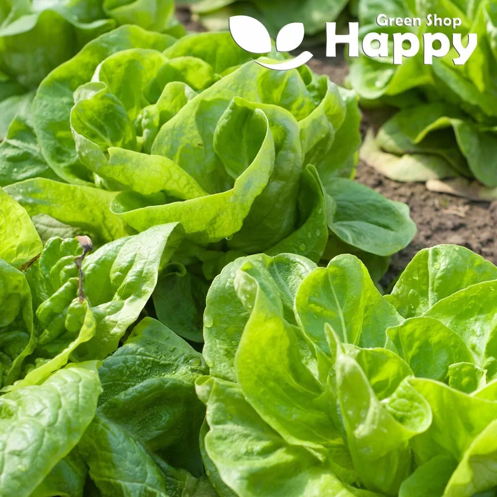 Butterhead Lettuce "May King" - 1000 seeds - early hardy