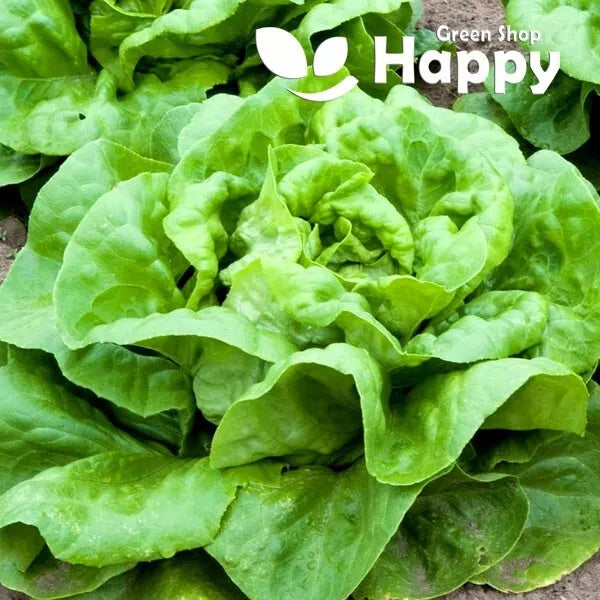 Butterhead Lettuce "May King" - 1000 seeds - early hardy