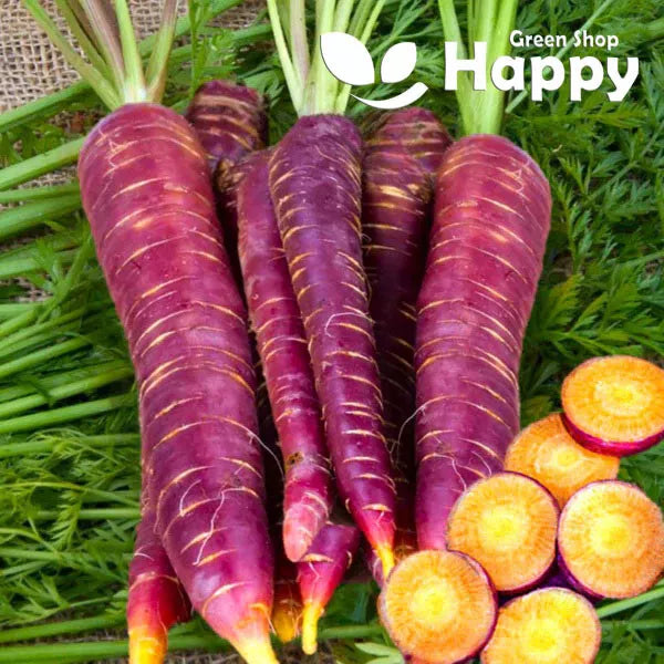 Carrot "Cosmic Purple" - 250 seeds (Daucus carota) Heirloom