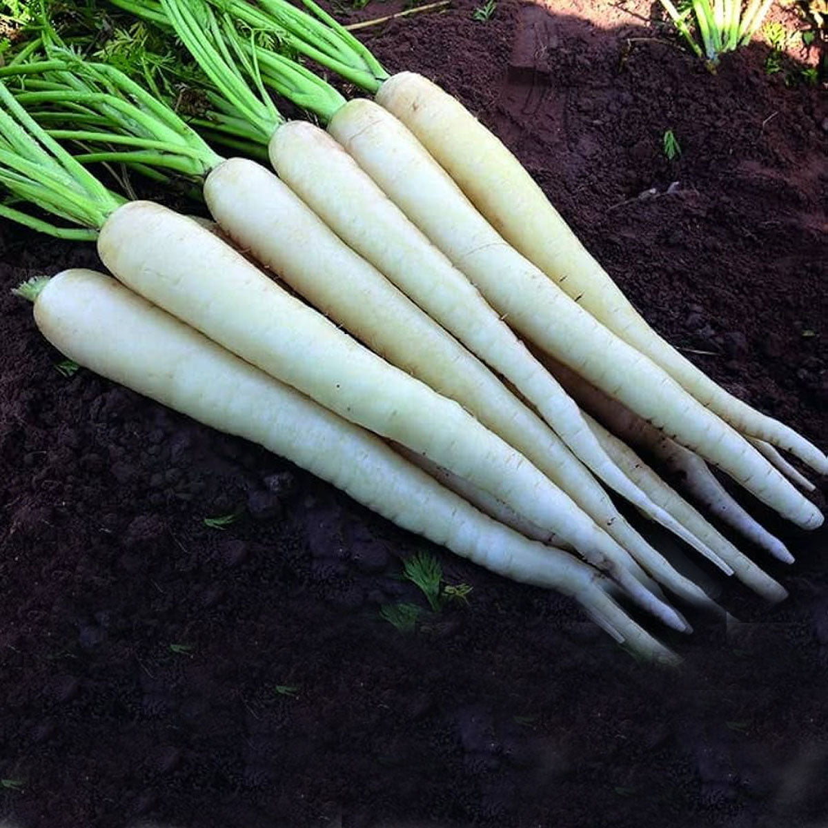 Carrot "Lunar White" - 200 seeds (Daucus carota) Heirloom